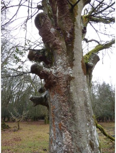 On a moribund beech adjacent to various other fungus species in the New Forest, UK.
